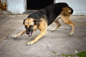 League City Dog Bite Lawyer